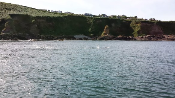 Open water, sea swimming in Cork, Ireland
