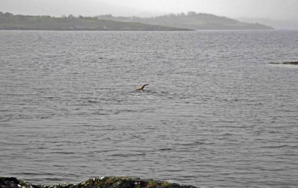 Open water, sea swimming in Cork, Ireland.